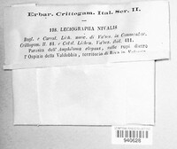 Image of Tryblidaria nivalis